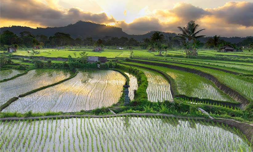 Rice-paddy-fields-Indonesia-sunset